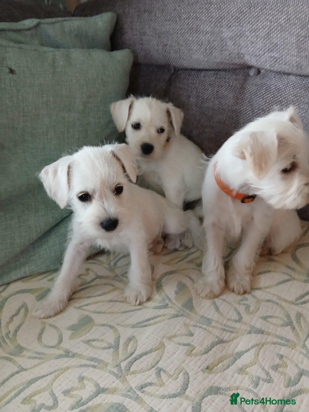 Miniature Schnauzer dogs for sale: Adorable white schnauzer puppy-last one left now  - Image 13