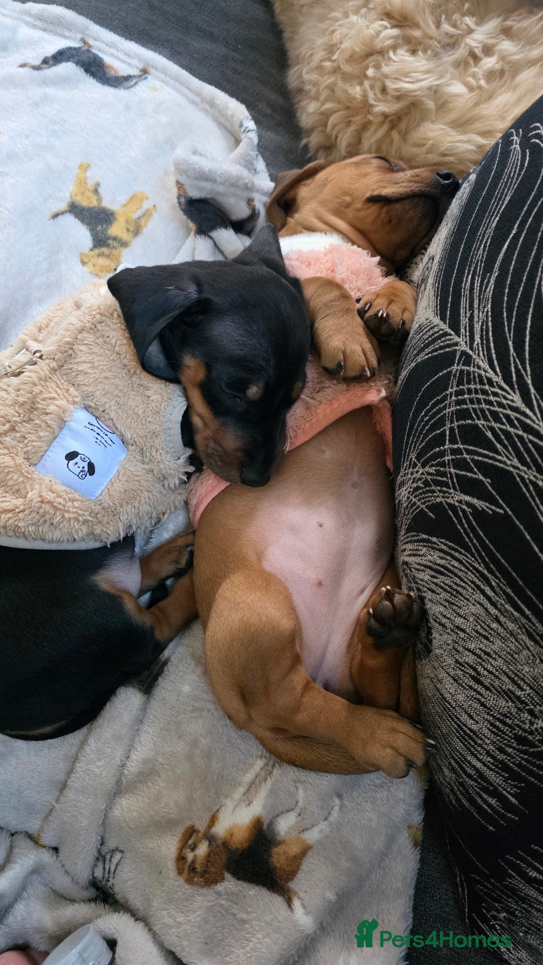 Miniature Dachshund dogs for sale: Beautiful Dachshund Girl - Ready in 2 weeks - Advert 8