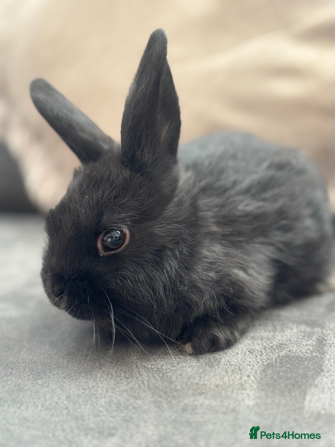 Mini Lion Lop rabbits for sale: Lion lop baby bunnies  - Image 4