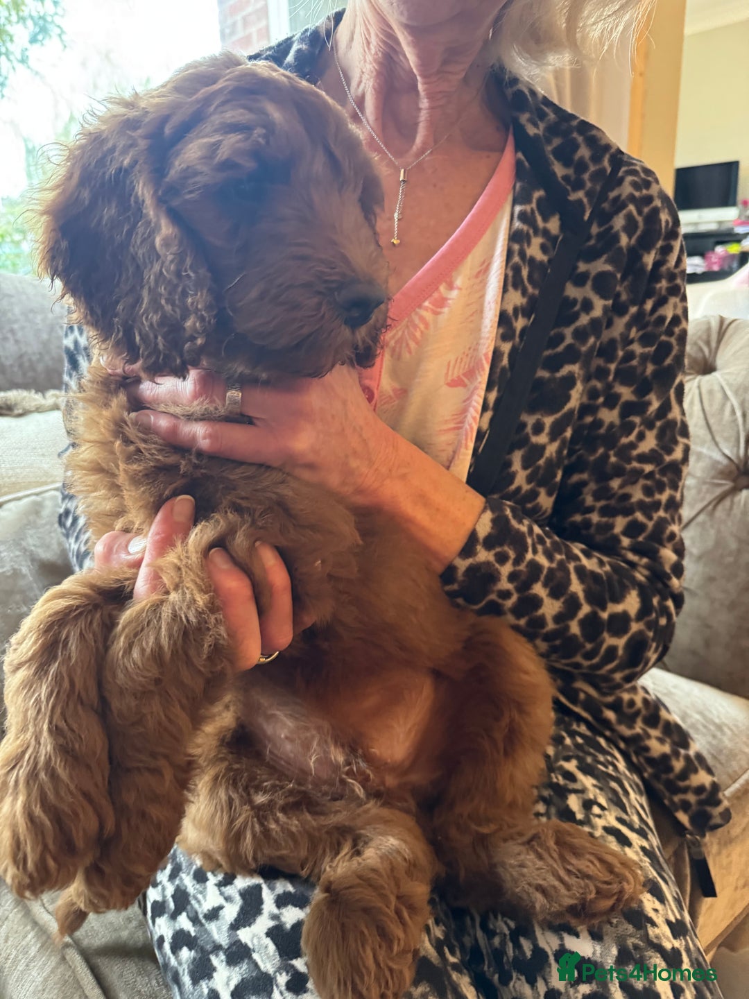 Aussiedoodle dogs for sale: Australian labradoodle puppies  - Image 2