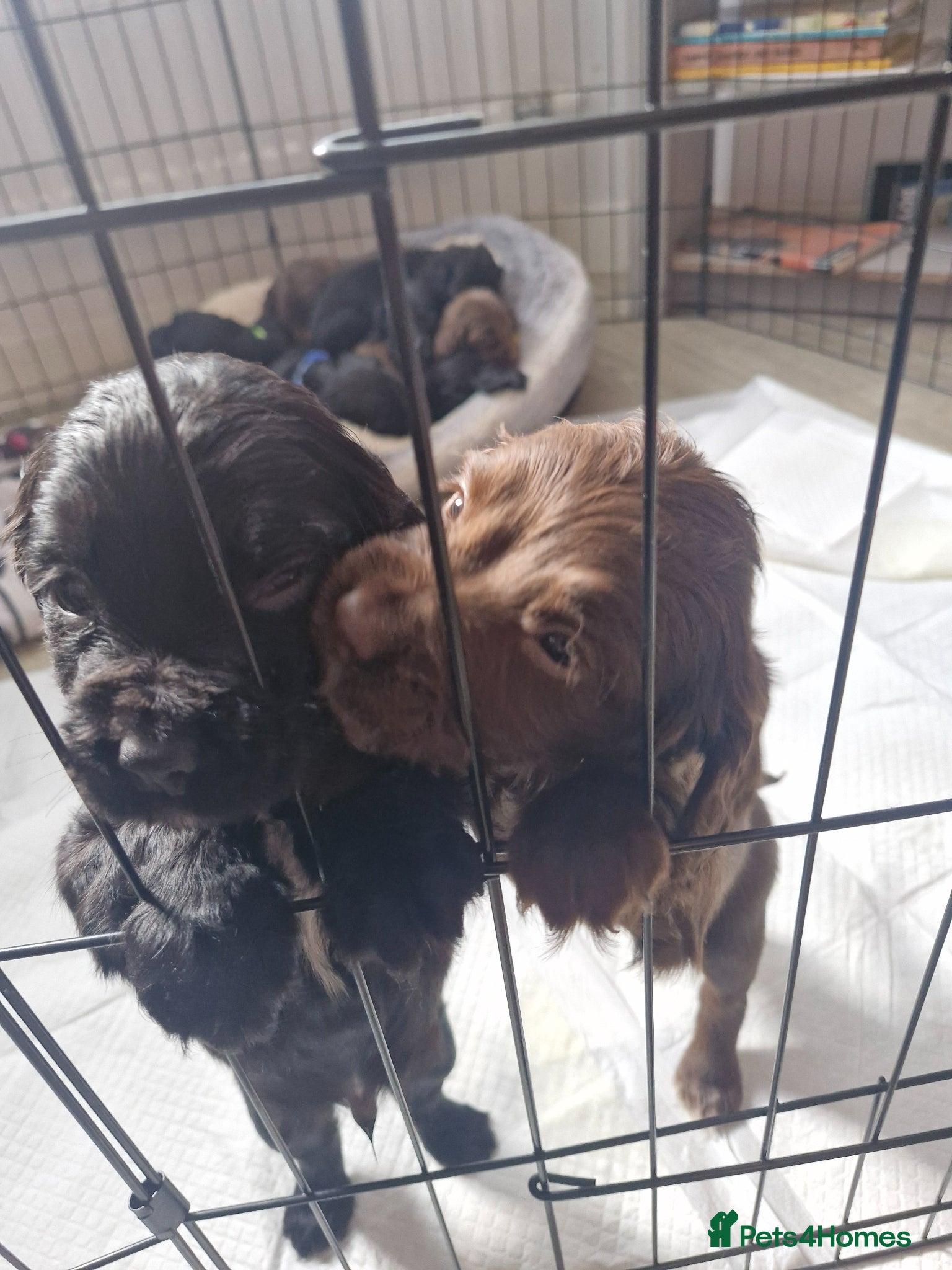 Sprocker dogs Sprocker puppies - Advert 4