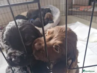 Sprocker dogs Sprocker puppies - Advert 4