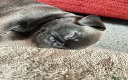 Pug dogs for sale: Adorable Pug Puppy looking for her new home - Image 2