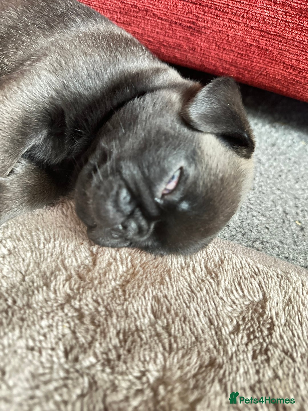 Pug dogs for sale: Adorable Pug Puppy looking for her new home - Image 2