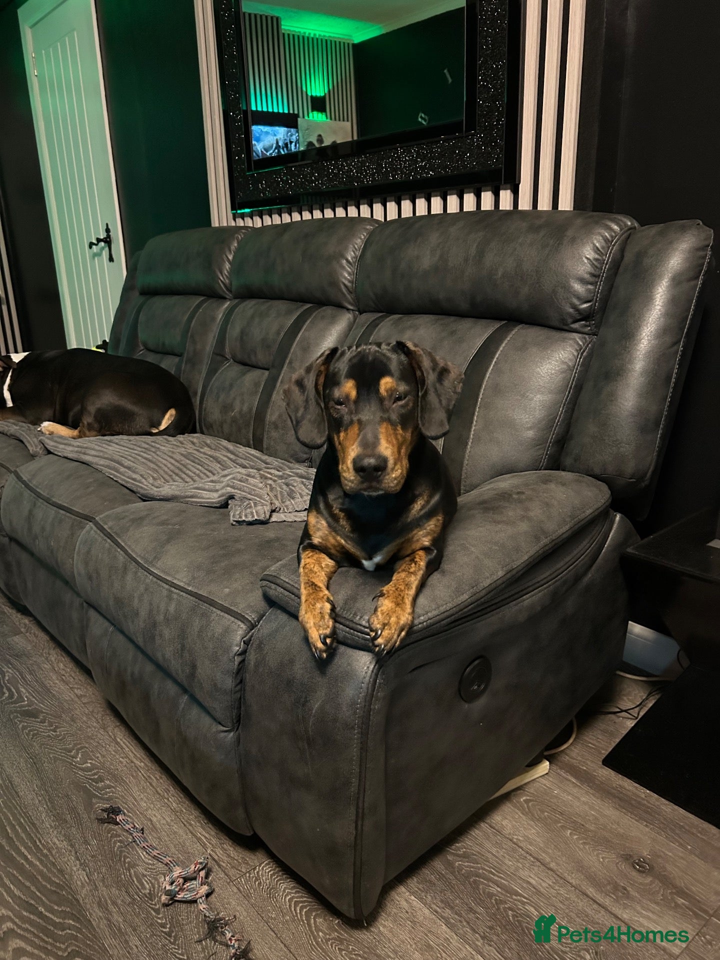 Mixed Breed dogs Gorgeous 1yr old male dachshund for sale - Advert 1