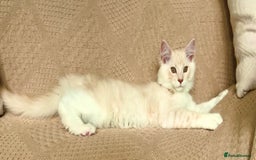 Maine Coon cats for sale: GCCF 5th Generation Pedigree Purebred Maine Coons - Image 8