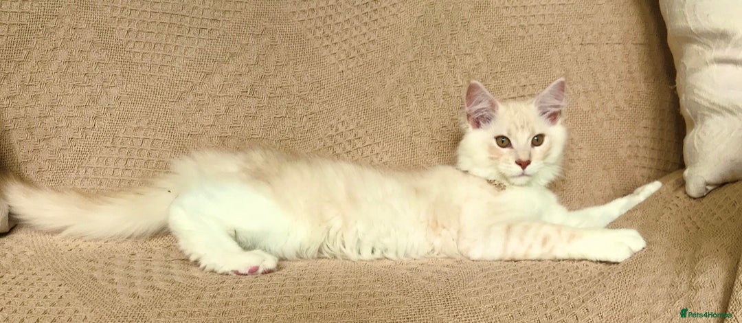 Maine Coon cats for sale: GCCF 5th Generation Pedigree Purebred Maine Coons - Image 8