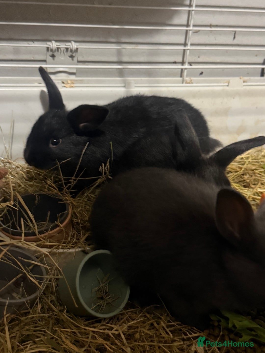 Mini Lion Lop rabbits for sale: lionlop baby bunny’s  - Image 16