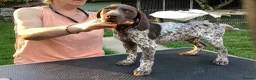 German Shorthaired Pointer dogs for sale: German Shorthaired Pointer pups for sale in Milnthorpe - Advert 8