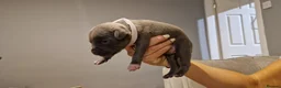 Staffordshire Bull Terrier dogs for sale: Beautiful Staffordshire Bull Terrier Puppies in Stockport - Advert 9