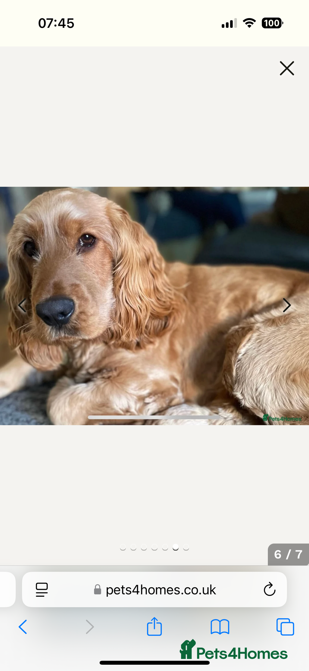 Cocker Spaniel dogs for sale: Outstanding kc reg cocker spaniel puppies - Image 16