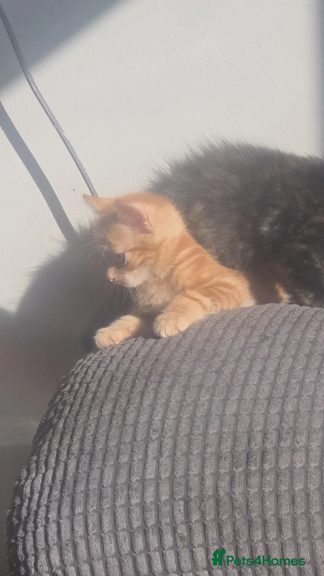 Mixed Breed cats for sale: 3 kittens looking for loving homes in Wareham - Advert 7