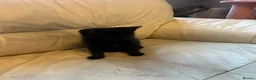 British Shorthair cats for sale: British short hair kittens  in Gillingham - Advert 10
