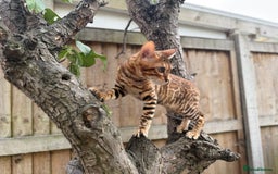 Bengal cats for sale: Female bengal - Image 3