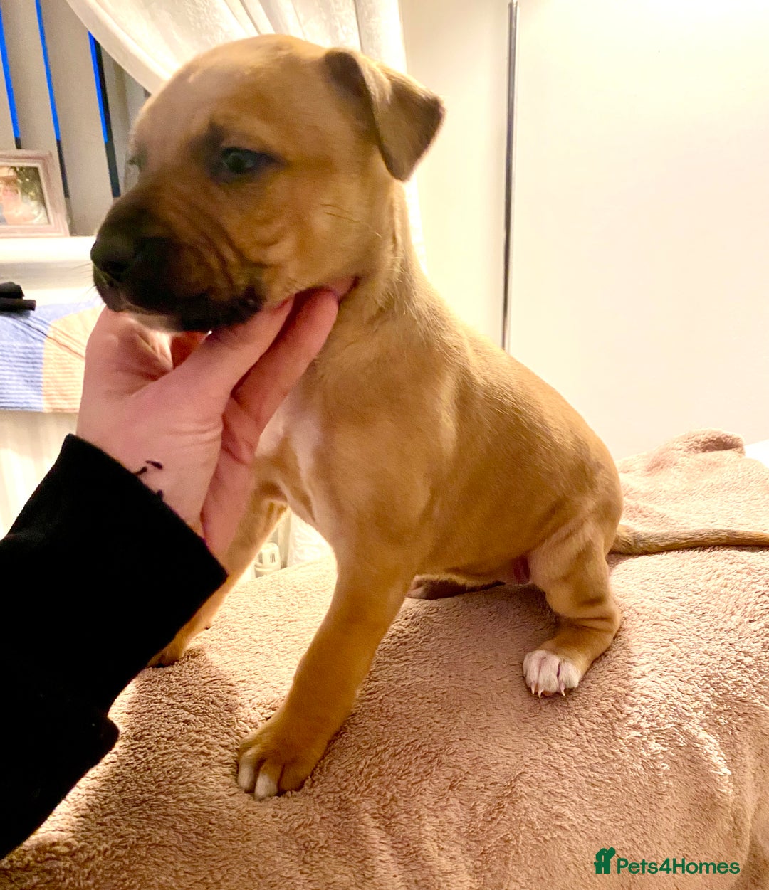 Lurcher dogs for sale: Fantastic bred lurcher puppies. Bull x - Advert 2