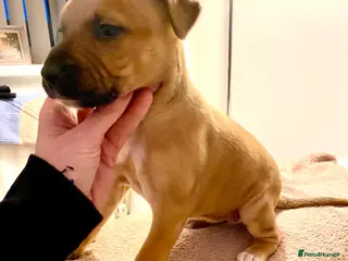 Lurcher dogs Fantastic bred lurcher puppies. Bull x - Advert 7