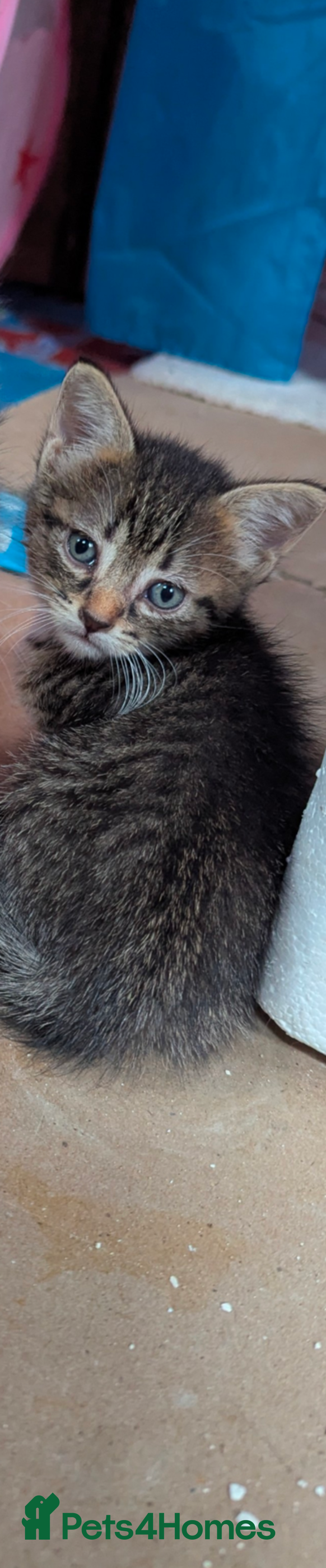 Domestic Shorthair cats for sale: 4 Playful Kittens Ready for Loving Homes!  - Image 10