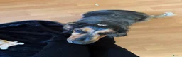 Cocker Spaniel dogs for sale: KC show type cocker spaniel for REHOME  - Advert 3