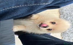 Pomeranian dogs for sale: 1 cream sable Pomeranian puppy. - Image 8