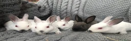 Rex rabbits for sale: Beautiful velvet mini Rex & Rex rabbits - Advert 18