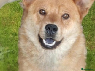 Mixed Breed dogs Kenji 🐾❤️ He Loved First — Now It’s His Turn - Advert 2