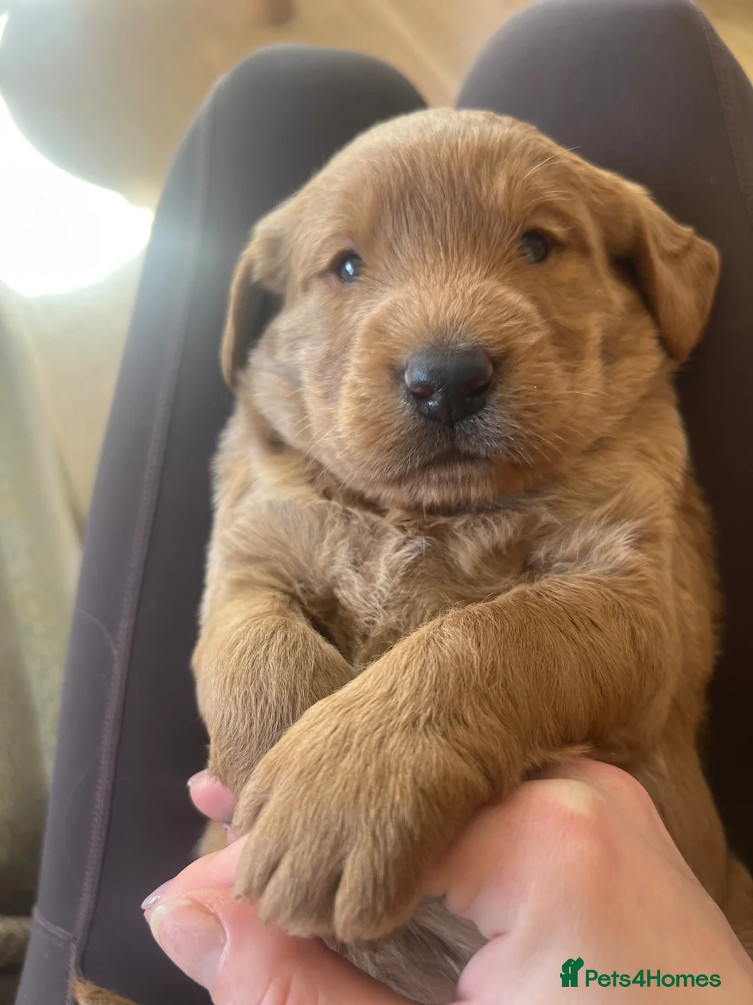 Labradoodle dogs for sale: One Gorgeous Labradoodle Male Puppy - Advert 2