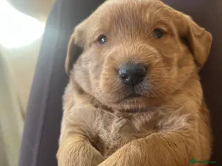 Labradoodle dogs Gorgeous Labradoodle Male Puppy - Advert 2