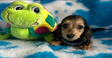 Miniature Dachshund dogs - Advert 15