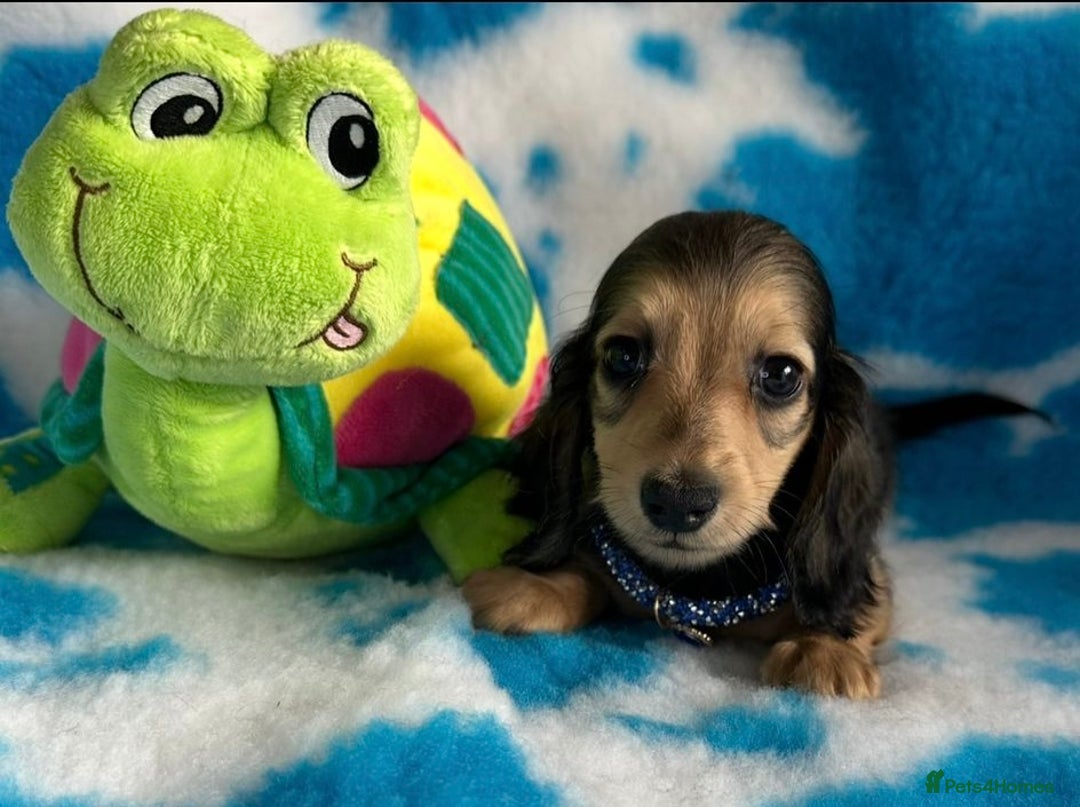 Miniature Dachshund dogs for sale: Beautiful mini long haired pups available  - Image 3