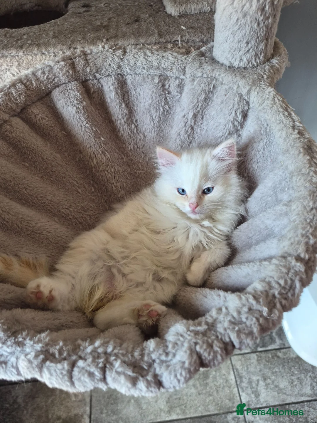 Ragdoll cats for sale: Torti girl and flame red boy ragdolls - Advert 7