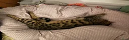 Bengal cats for sale: Gilbert in London - Advert 4