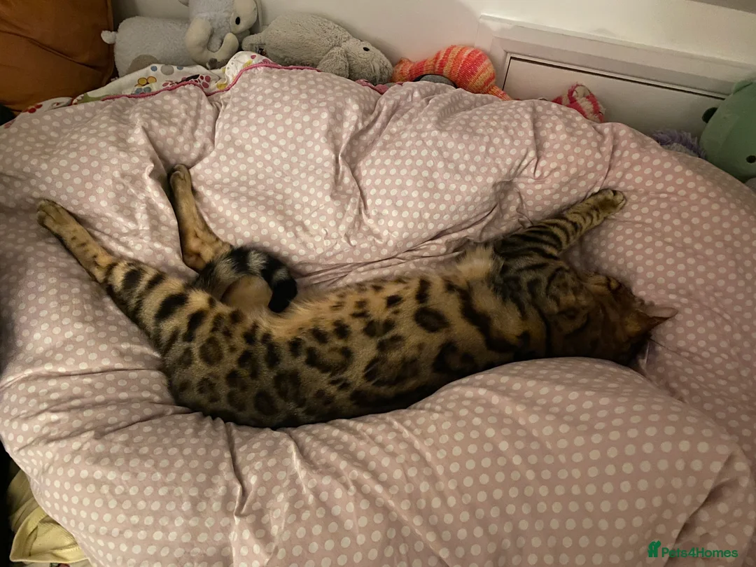 Bengal cats for sale: Gilbert in London - Advert 4