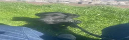 Labrador Retriever dogs for sale: Gorgeous 4month old black lab - Advert 3