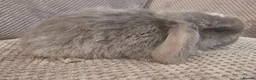 Mini Lop rabbits for sale: Beautiful mini lop bunnies  - Advert 7