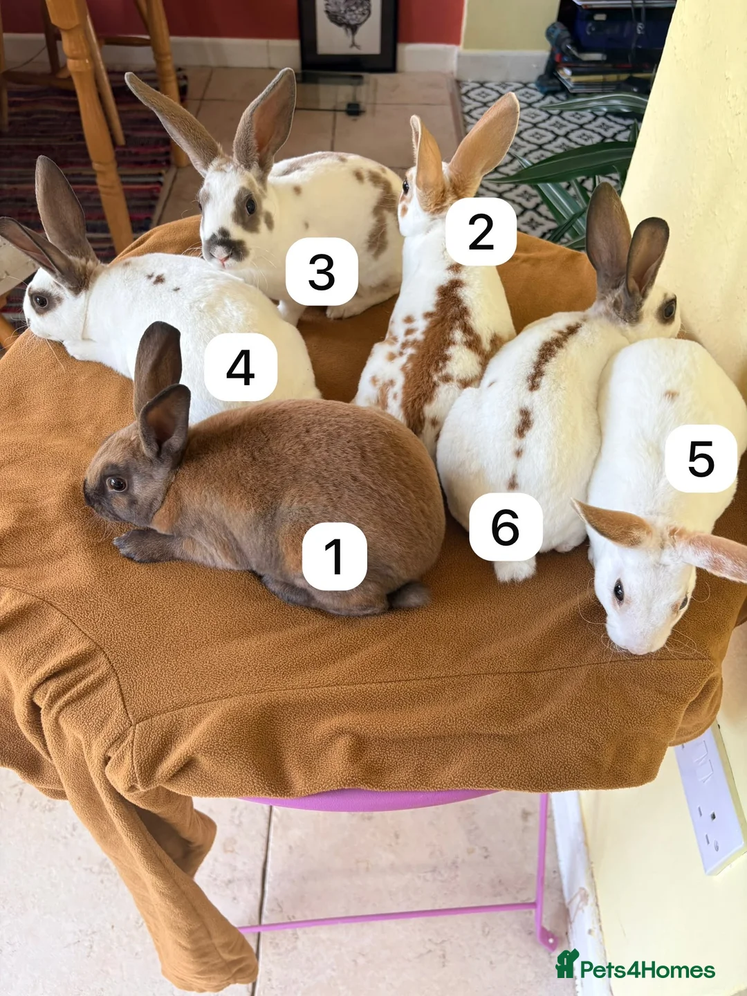 Rex rabbits for sale: Mini Rex Swansea  - Advert 2