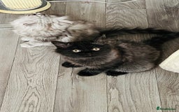 Persian cats for sale: Persian chinchilla kittens  - Image 9
