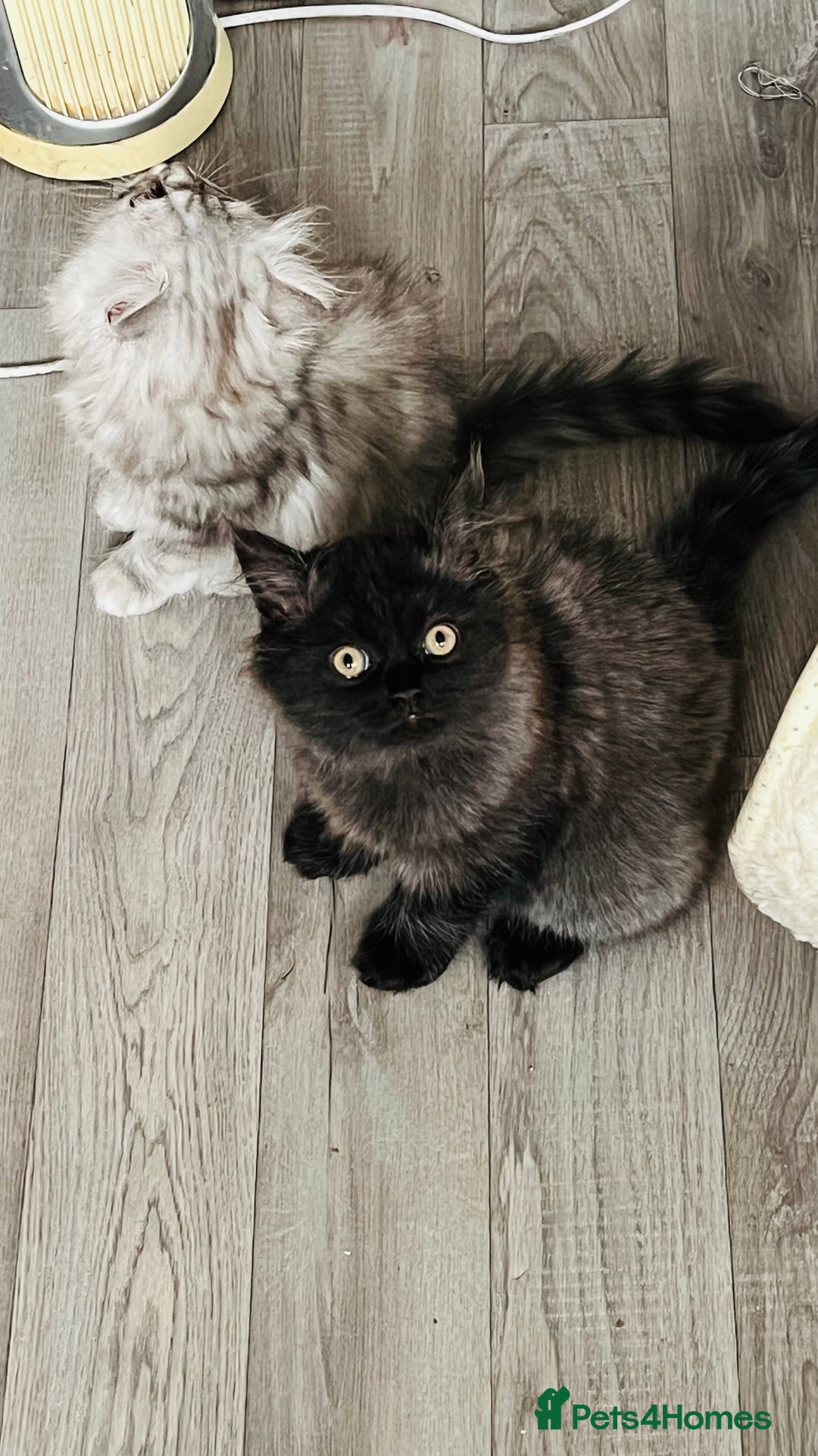 Persian cats for sale: Persian chinchilla kittens  - Image 9