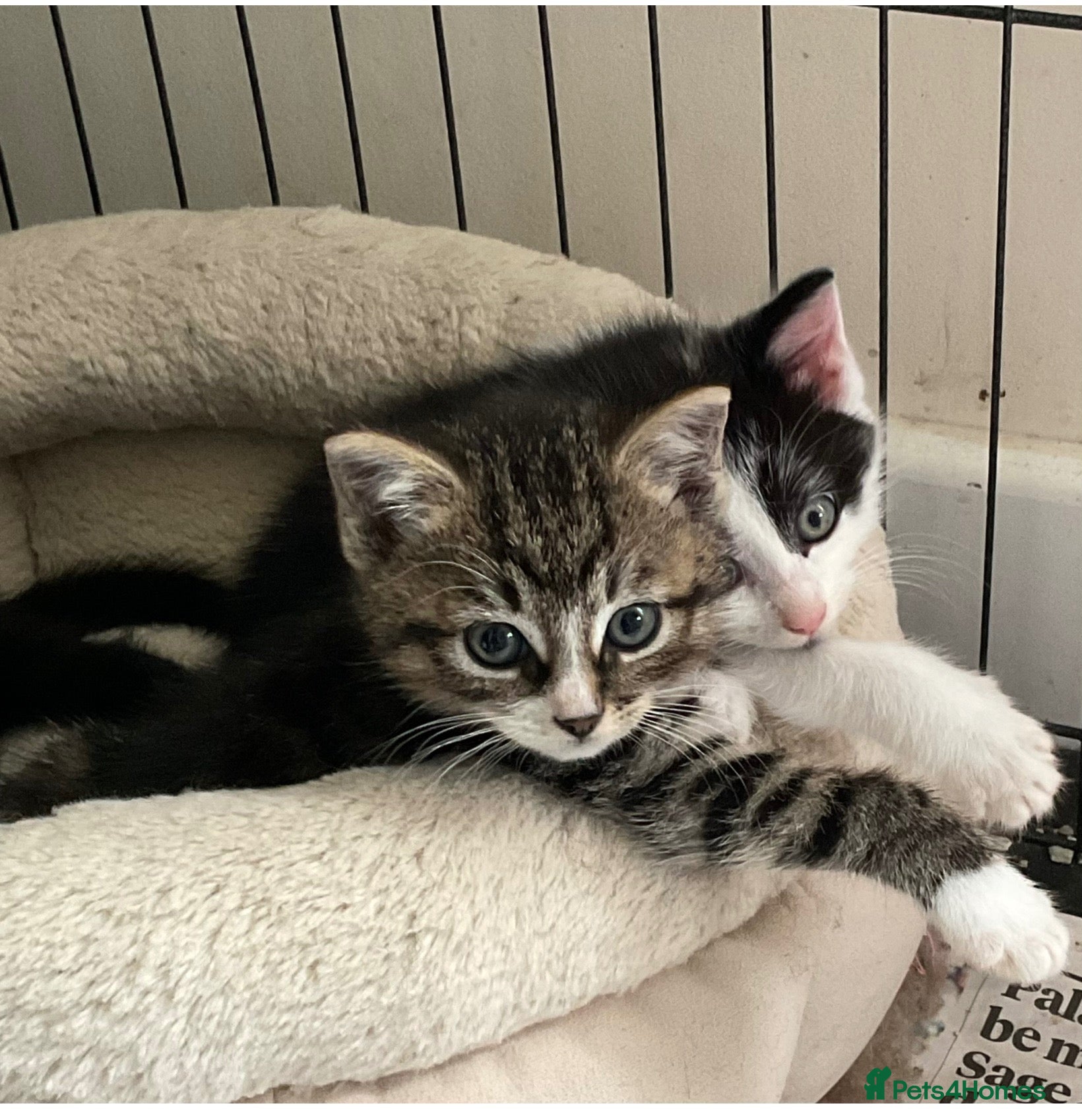 Mixed Breed cats Kittens - Mid Wales - £25 - Advert 1