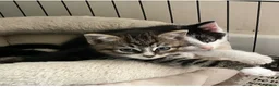 Mixed Breed cats for sale: Kittens - Mid Wales - £25 - Advert 1