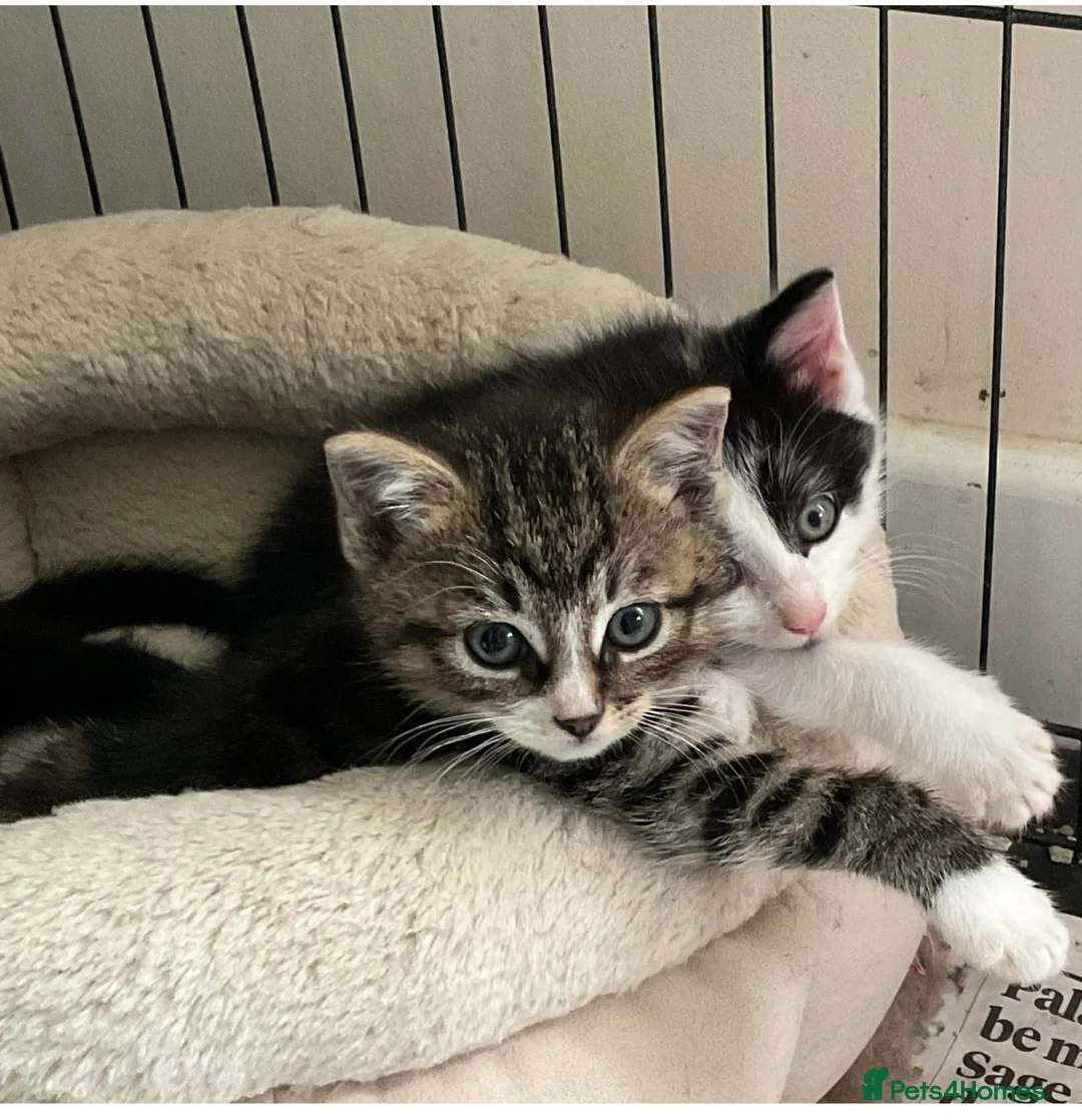 Mixed Breed cats for sale: Kittens - Mid Wales - £25 - Advert 1