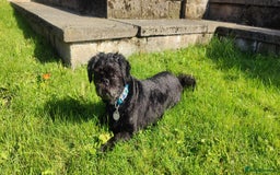 Shih Tzu dogs for adoption: 💙🐶 LAURIE - a gentle 6-7 yo Shih Tzu boy🐶💙 - Image 8