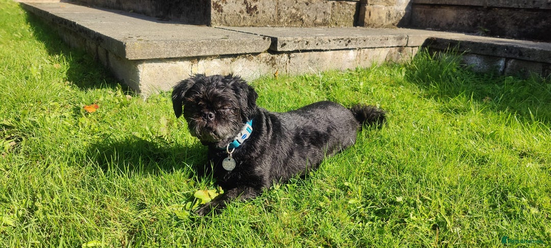 Shih Tzu dogs for adoption: 💙🐶 LAURIE - a gentle 6-7 yo Shih Tzu boy🐶💙 - Image 8