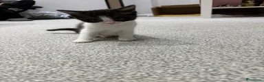 Ragdoll bengal 1