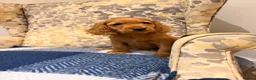 Cocker Spaniel dogs for sale: Fantasticly Bred Health Tested Cockers Ready Now - Advert 8
