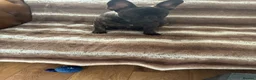French Bulldog dogs for sale: French Bulldog - Advert 6