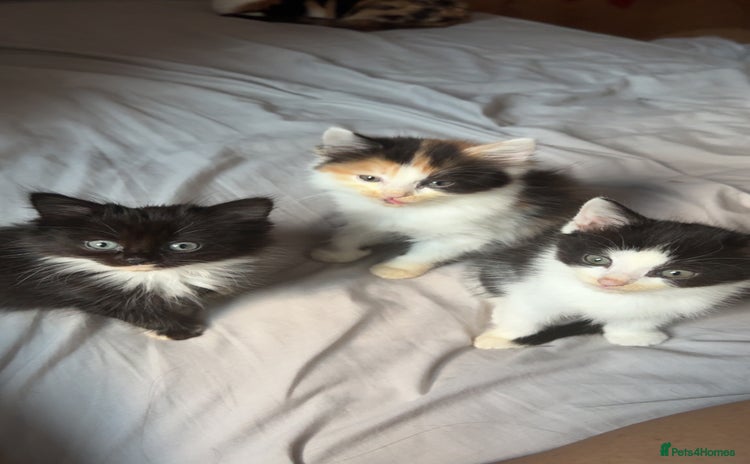 Mixed Breed cats - Advert 13