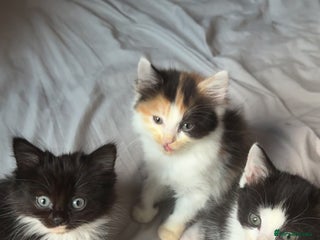 Mixed Breed cats - Advert 10