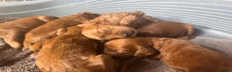 Cockapoo dogs for sale: Beautiful Litter of 6 Cockapoo  - Advert 9