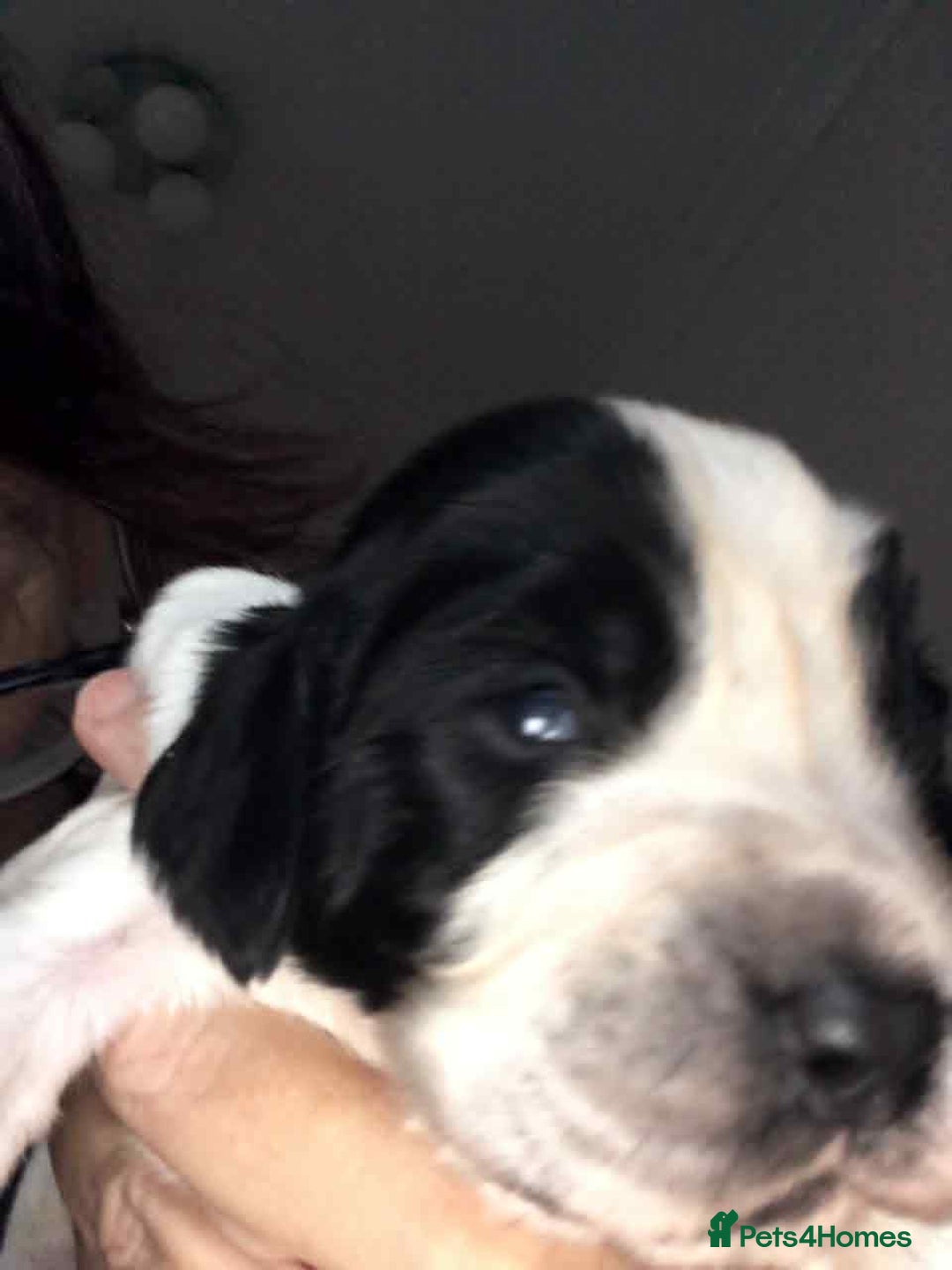 Sprocker dogs for sale: Adorable F1 Sprocker Spaniel Babies.  - Advert 13