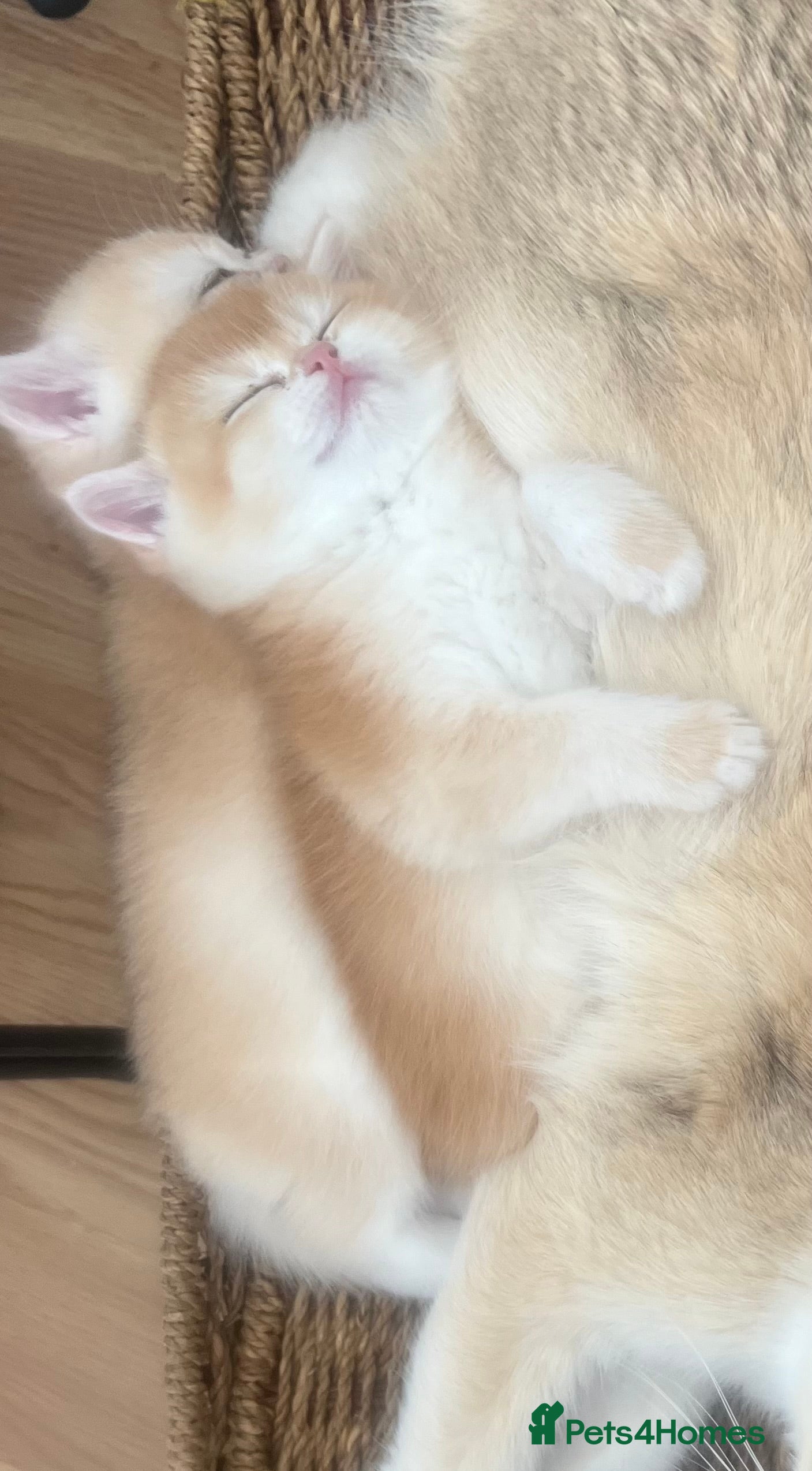 British Shorthair cats 🧸 NY12 Golden British Shorthair Boy 🧸 - Advert 1